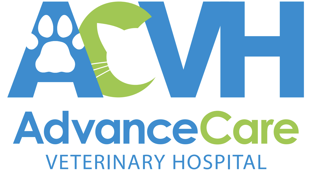 Vaccines, Check-Ups & Holistic Care: What Every Pet Owner Should Know