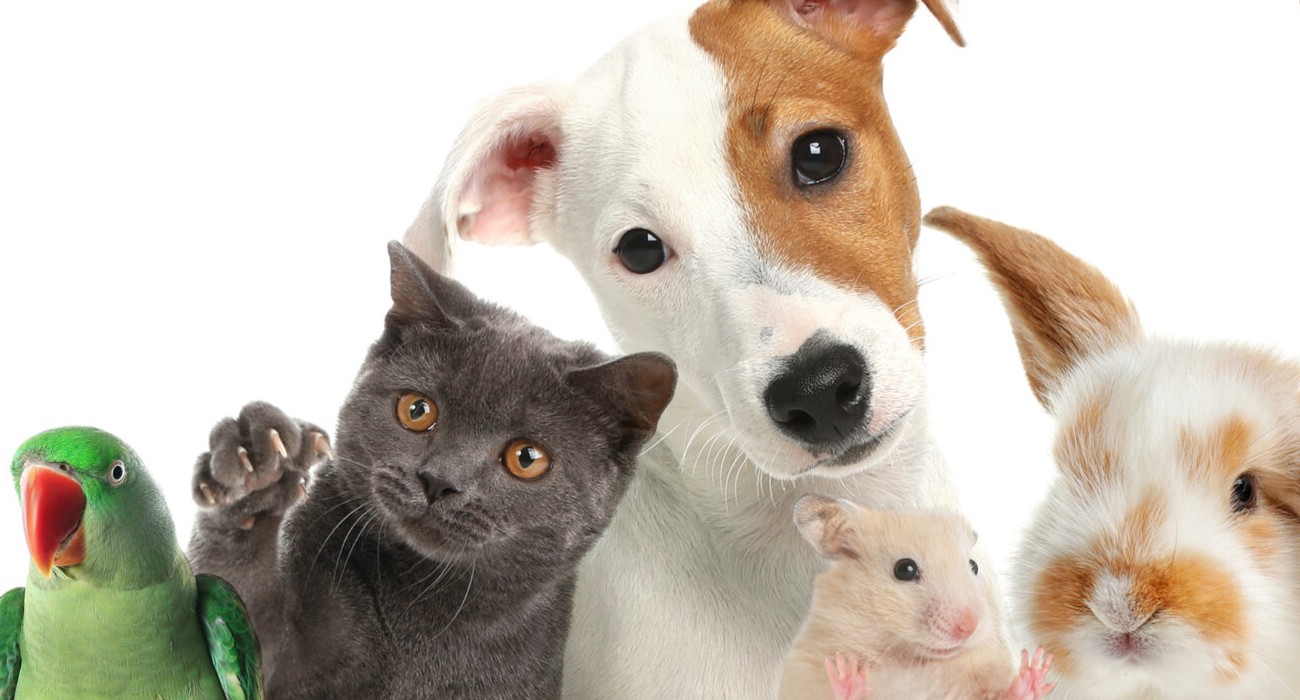 How to Show Your Pet You Love Them – Advice from AdvanceCare Veterinary Hospital,Pilot Point, Texas